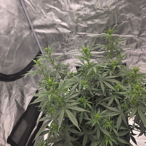 EPIC BUZZ AUTO growlog timeline photo
