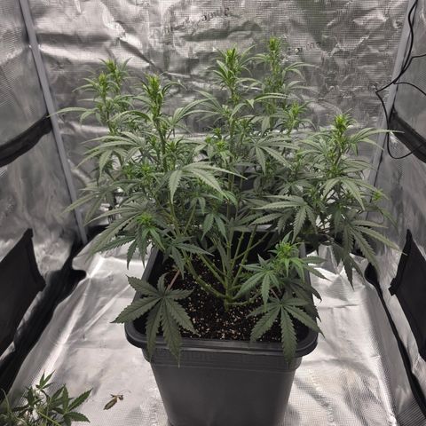 EPIC BUZZ AUTO growlog timeline photo
