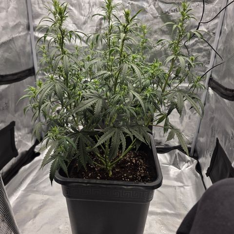 EPIC BUZZ AUTO growlog timeline photo