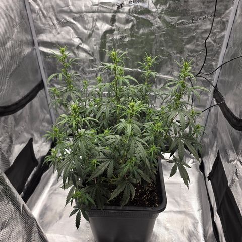 EPIC BUZZ AUTO growlog timeline photo