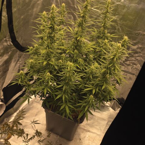 EPIC BUZZ AUTO growlog timeline photo