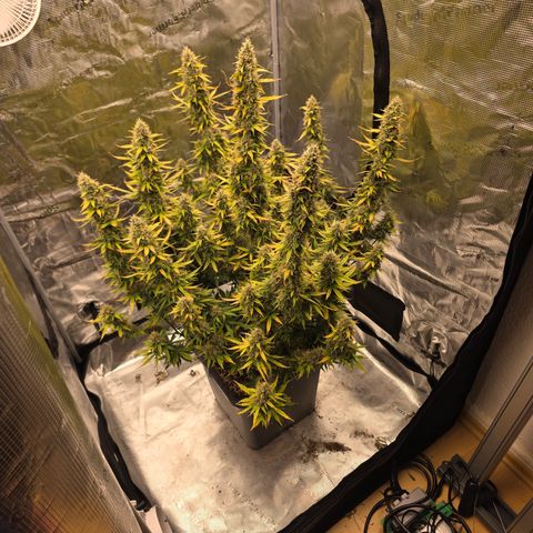 EPIC BUZZ AUTO growlog timeline photo