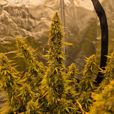 EPIC BUZZ AUTO growlog timeline photo
