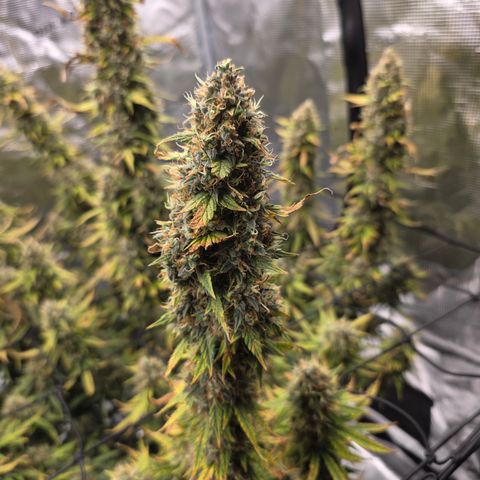 EPIC BUZZ AUTO growlog timeline photo
