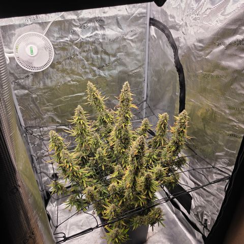 EPIC BUZZ AUTO growlog timeline photo