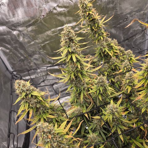 EPIC BUZZ AUTO growlog timeline photo