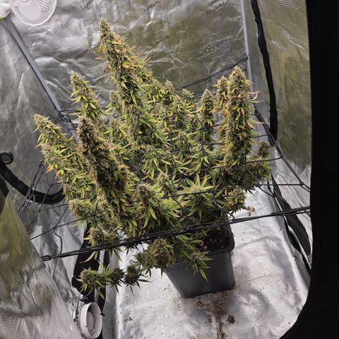 EPIC BUZZ AUTO growlog timeline photo