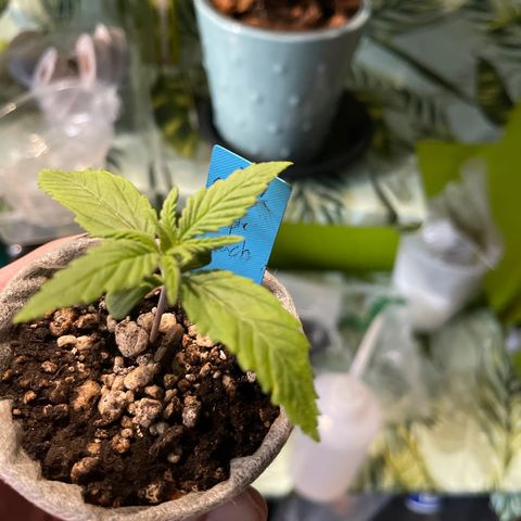 Banana punch purple #1 growlog timeline photo