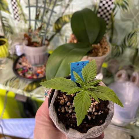 Banana punch purple #1 growlog timeline photo