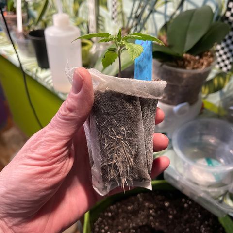 Banana punch purple #1 growlog timeline photo