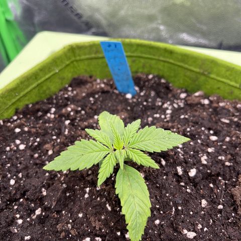 Banana punch purple #1 growlog timeline photo