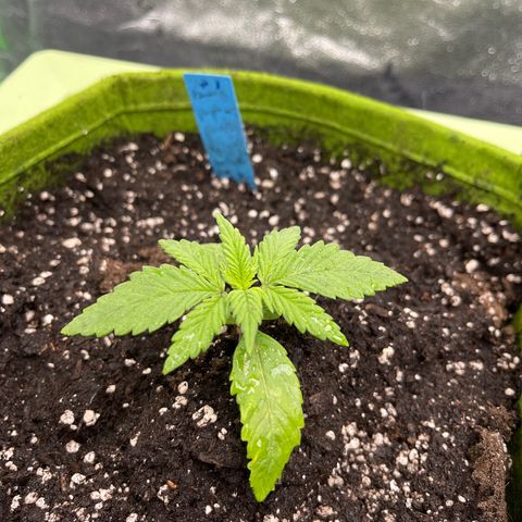 Banana punch purple #1 growlog timeline photo