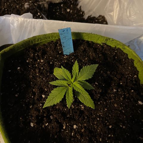 Banana punch purple #1 growlog timeline photo