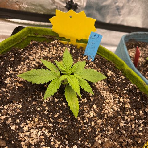 Banana punch purple #1 growlog timeline photo