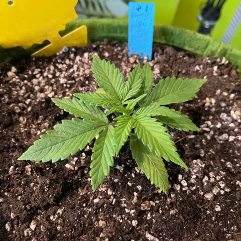 Banana punch purple #1 growlog timeline photo