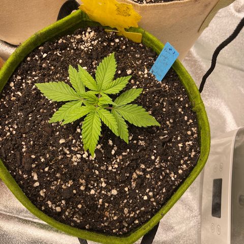 Banana punch purple #1 growlog timeline photo