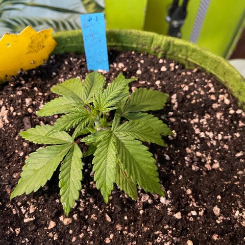 Banana punch purple #1 growlog timeline photo