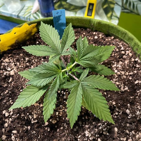 Banana punch purple #1 growlog photo: Topped this one today