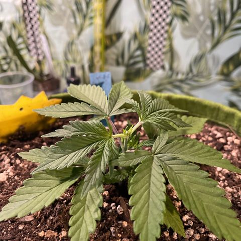 Banana punch purple #1 growlog photo: Topped this one today