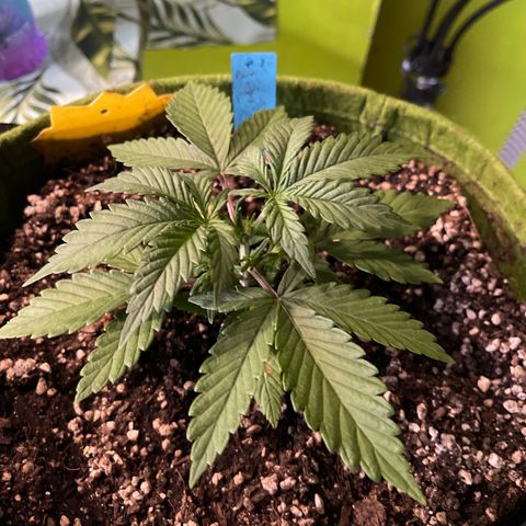 Banana punch purple #1 growlog timeline photo