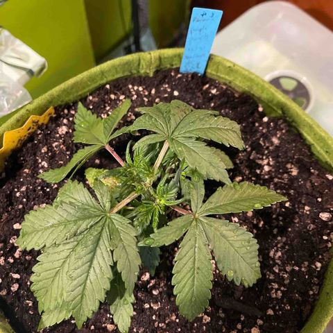 Banana punch purple #1 growlog timeline photo