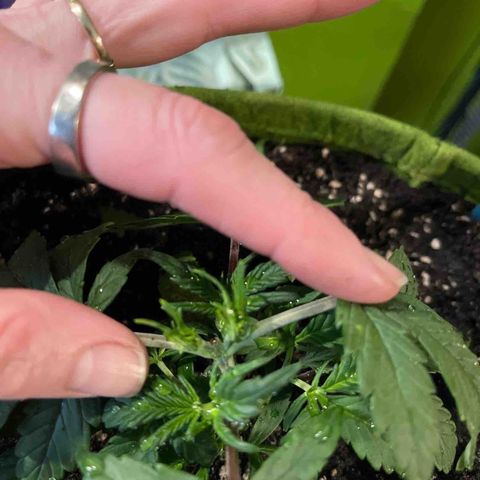 Banana punch purple #1 growlog timeline photo