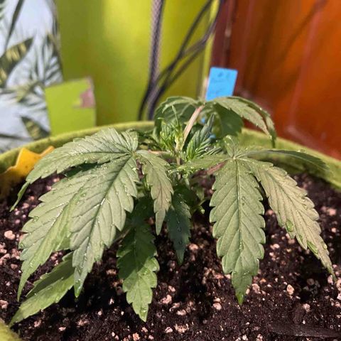 Banana punch purple #1 growlog timeline photo