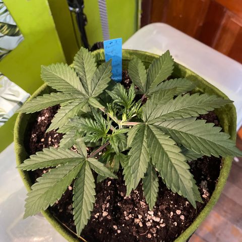 Banana punch purple #1 growlog timeline photo