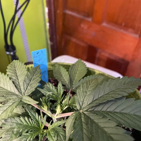 Banana punch purple #1 growlog timeline photo