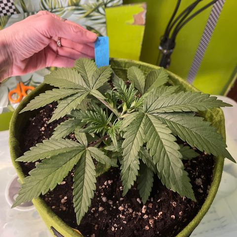 Banana punch purple #1 growlog timeline photo