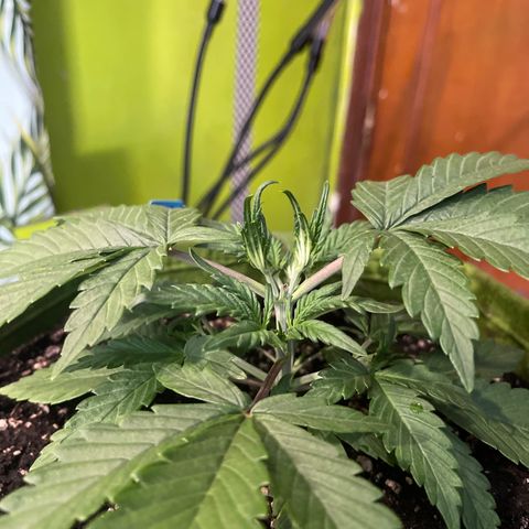 Banana punch purple #1 growlog timeline photo