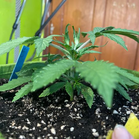 Banana punch purple #1 growlog timeline photo