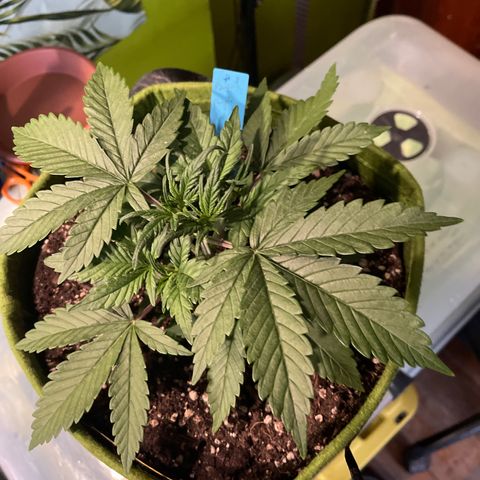 Banana punch purple #1 growlog timeline photo