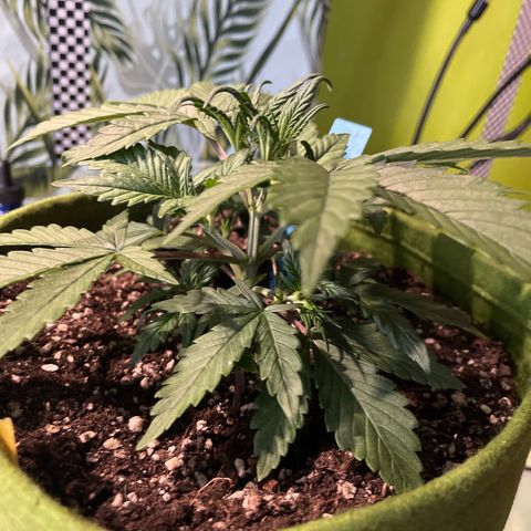 Banana punch purple #1 growlog timeline photo