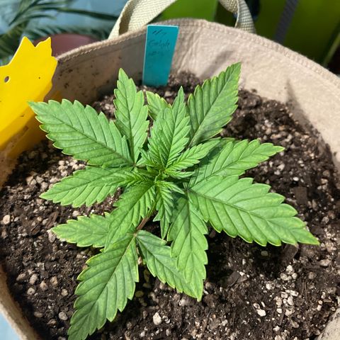 Banana punch purple #1 growlog timeline photo