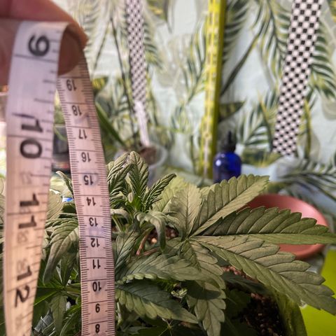 Banana punch purple #1 growlog timeline photo