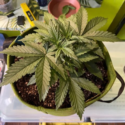 Banana punch purple #1 growlog timeline photo