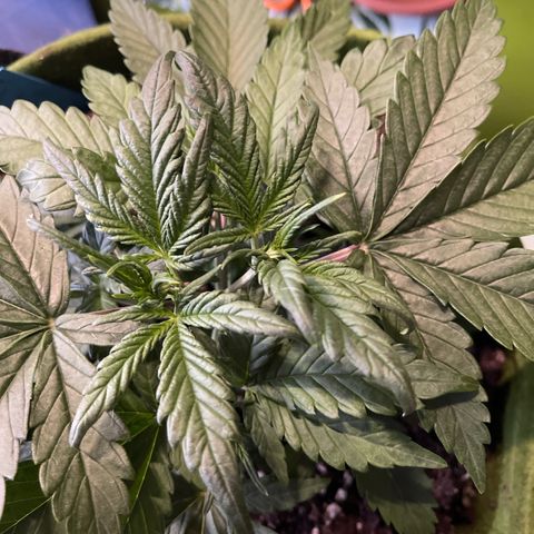 Banana punch purple #1 growlog timeline photo