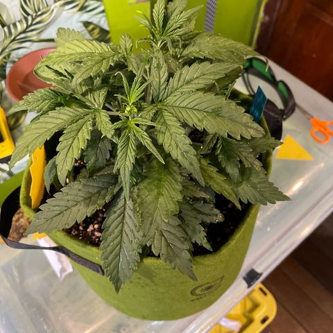 Banana punch purple #1 growlog timeline photo