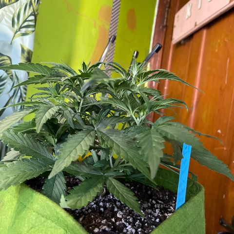 Banana punch purple #1 growlog timeline photo
