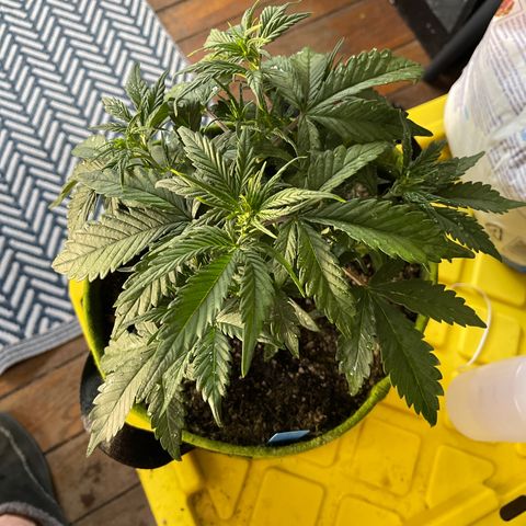 Banana punch purple #1 growlog timeline photo