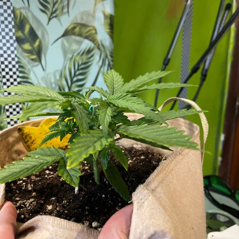 Banana punch purple #1 growlog timeline photo