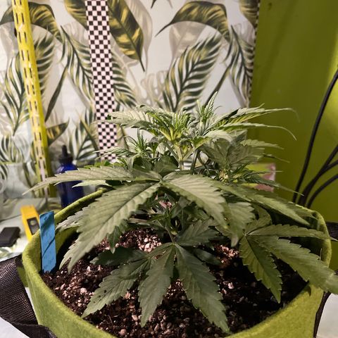 Banana punch purple #1 growlog timeline photo