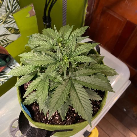 Banana punch purple #1 growlog timeline photo