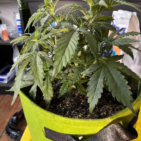Banana punch purple #1 growlog timeline photo