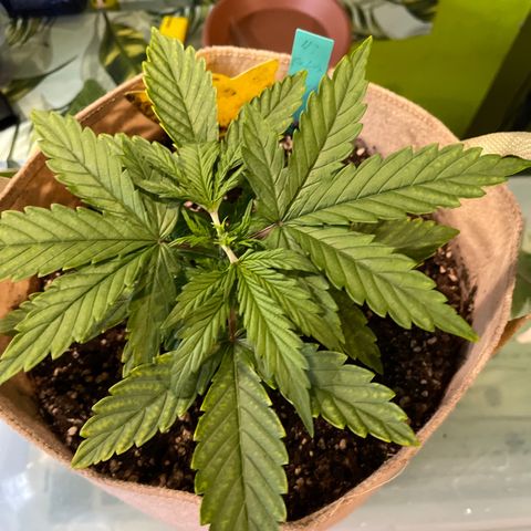 Banana punch purple #1 growlog timeline photo