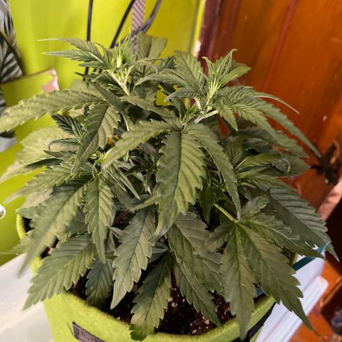 Banana punch purple #1 growlog timeline photo