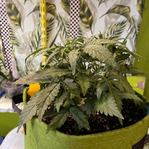 Banana punch purple #1 growlog timeline photo