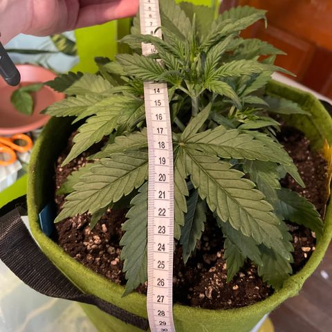Banana punch purple #1 growlog timeline photo