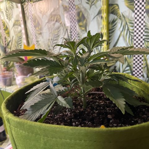 Banana punch purple #1 growlog timeline photo